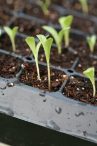 Growing Tomatoes Under Lights Starting Vegetable Seeds Indoors Under Lights | Starting Image 697