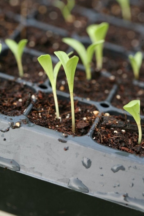 Growing Tomatoes Under Lights Starting Vegetable Seeds Indoors Under Lights | Starting Image 697