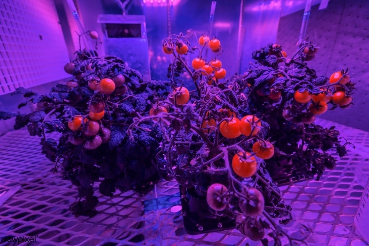 Growing Tomatoes Under Lights Tomato Plants Are Growing Under Red And Blue Led Lights In Photo 312