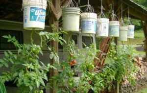Growing Tomatoes Upside Down Grow Tomato Plants Upside Down – Better Tomatoes | Growing Image 089