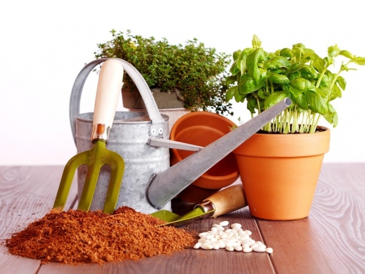Growing Vegetables At Home 5 Vegetables That Are Easy To Grow At Home | Envirobond Photo 900