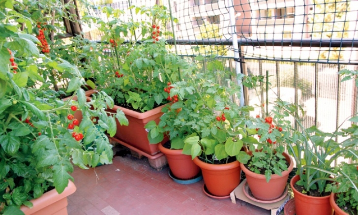 Growing Vegetables At Home Grow Your Own Vegetables! - Life And Style Image 270