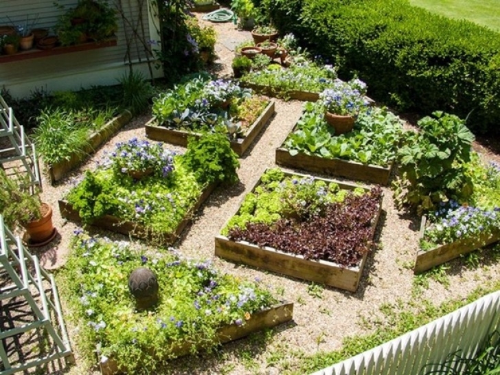 Growing Vegetables At Home How To Grow Organic Vegetables At Home - Step By Step Guide Photo 958