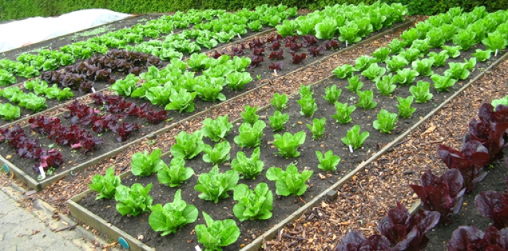 Growing Vegetables At Home How To Grow Organic Vegetables At Home - Step By Step Guide Picture 258