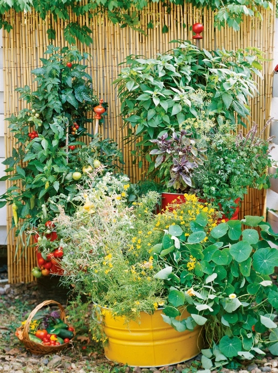 Growing Vegetables At Home How To Start A Beginner Vegetable Garden From Scratch Image 815