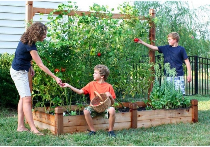Growing Vegetables At Home Vegetable Home Garden Plant Choice &amp; Important Maintain Picture 353