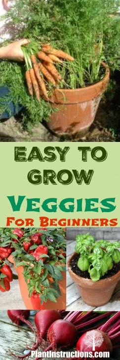 Growing Vegetables For Beginners 10 Easy To Grow Veggies For Beginners | Growing Veggies Photo 614