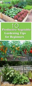 Growing Vegetables For Beginners 10 Productive Vegetable Gardening Tips For Beginners | Veg Image 211
