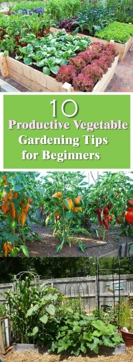 Growing Vegetables For Beginners 10 Productive Vegetable Gardening Tips For Beginners | Veg Image 211