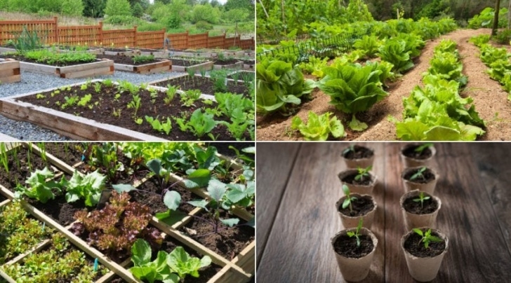 Growing Vegetables For Beginners 12 Easy Tips For Growing Tomatoes - Definitive Guide Image 468