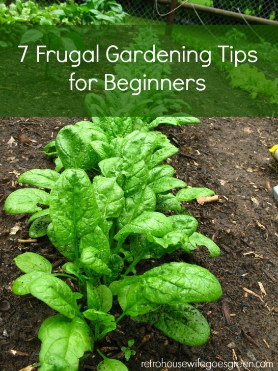Growing Vegetables For Beginners 7 Frugal Gardening Tips For Beginners | Growing Vegetables Photo 820