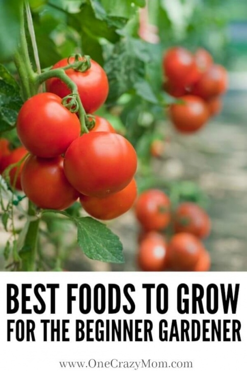 Growing Vegetables For Beginners Gardening For Beginners -Vegetable Gardening For Beginners Image 159