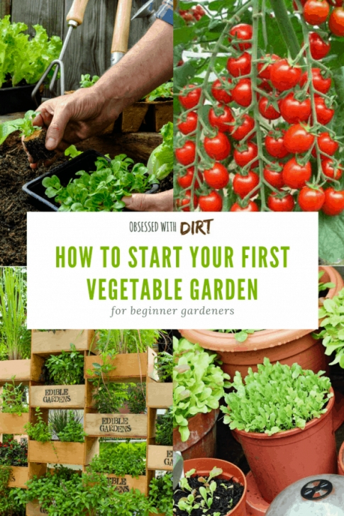 Growing Vegetables For Beginners Vegetable Gardening For Beginners: How To Plan Your First Picture 199