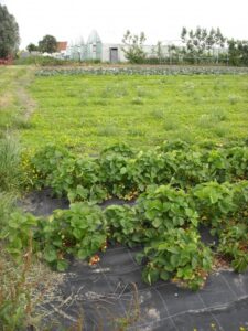 Growing Vegetables In A Greenhouse Free Images : Field, Farm, Fruit, Flower, Bloom, Summer Picture 795