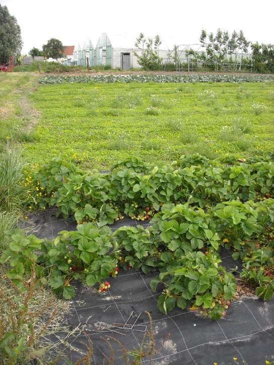 Growing Vegetables In A Greenhouse Free Images : Field, Farm, Fruit, Flower, Bloom, Summer Picture 795