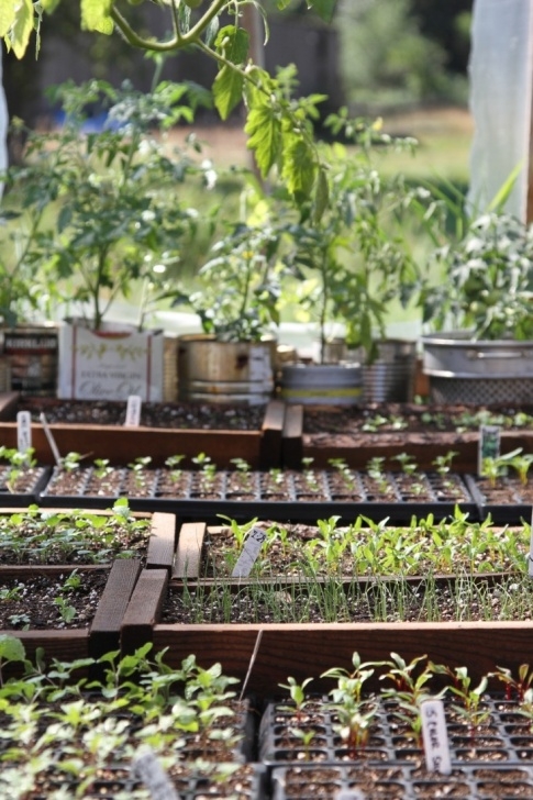 Growing Vegetables In A Greenhouse Gone Wild: How To Grow Vegetables In The Middle Of Nowhere Picture 753