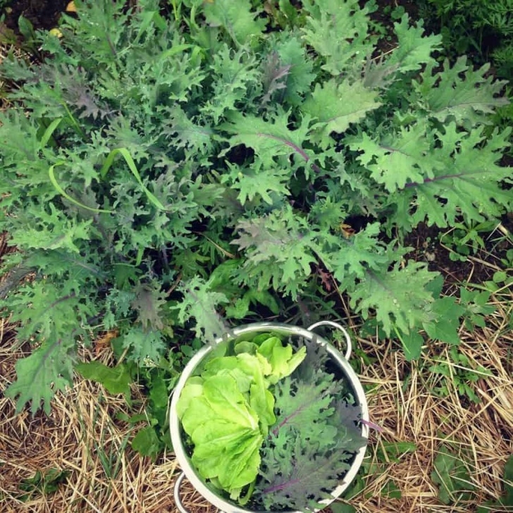 Growing Vegetables In A Greenhouse Greenhouse Gardening: Growing Vegetables Year-Round Image 906