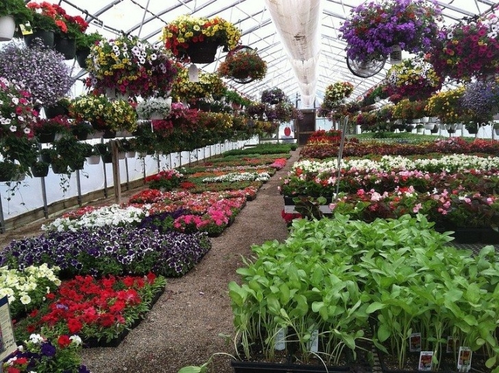 Growing Vegetables In A Greenhouse Growing Plants In A Greenhouse - Suitable Plants For Picture 335