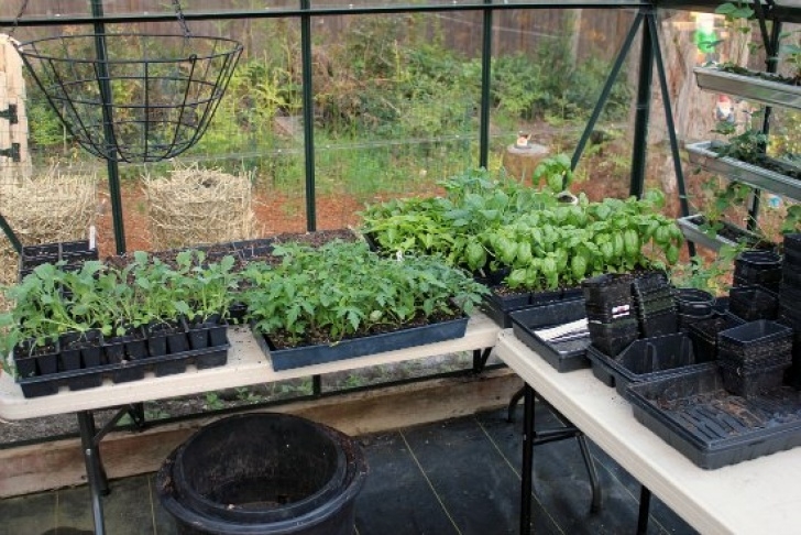 Growing Vegetables In A Greenhouse Growing Vegetables In The Greenhouse - One Hundred Dollars Image 038