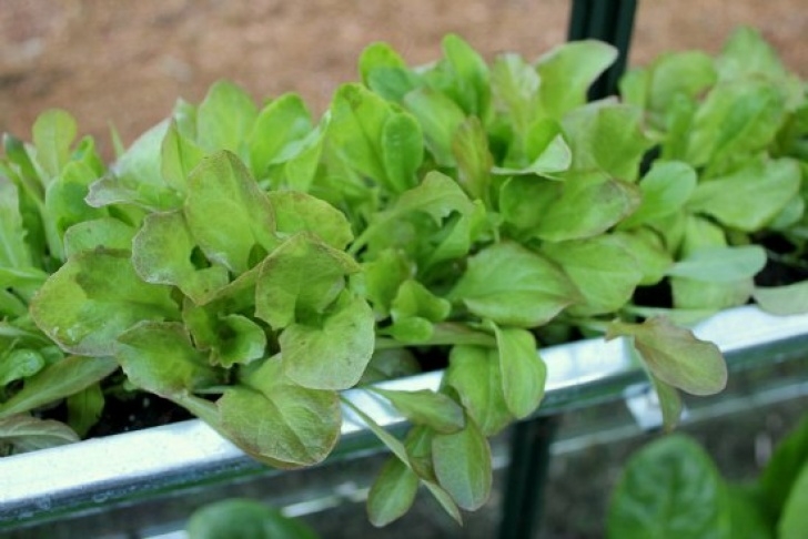 Growing Vegetables In A Greenhouse Growing Vegetables In The Greenhouse - One Hundred Dollars Image 949