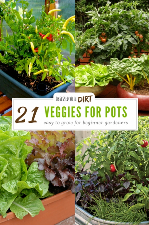 Growing Vegetables In Pots For Beginners 21 Best Container Gardening Vegetables And Pot Friendly Fruits Image 583