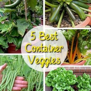 Growing Vegetables In Pots For Beginners 5 Best Container Vegetables For Beginning Gardeners Image 464