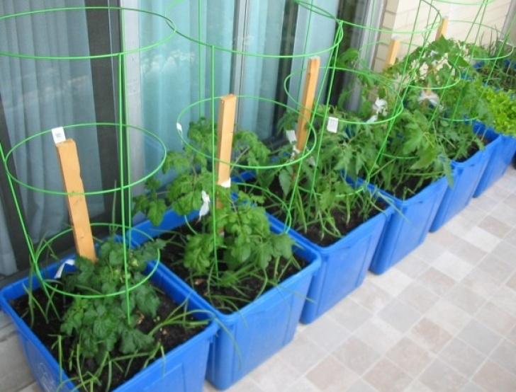Growing Vegetables In Pots On Balcony Growing Vegetables In Containers | Thriftyfun Picture 340