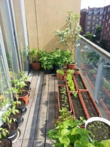 Growing Vegetables In Pots On Balcony How To Grow A Balcony Vegetable Garden – The Garden! Image 122