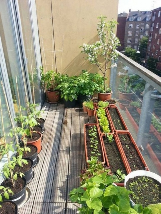Growing Vegetables In Pots On Balcony How To Grow A Balcony Vegetable Garden – The Garden! Image 122