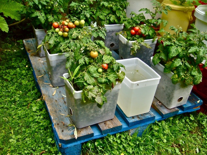 Growing Vegetables In Pots On Balcony Suppose A Food Plant Could Be Invasive (Willem Van Cotthem Image 920