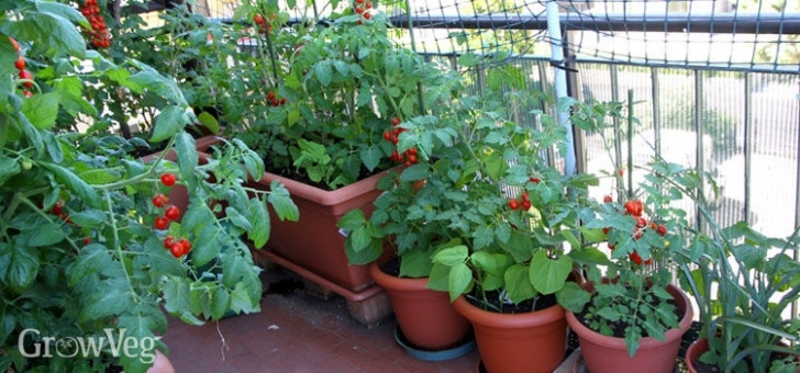 Growing Vegetables In Pots On Balcony Vegetable Garden Planner | Garden Planning Apps | Growveg Picture 405