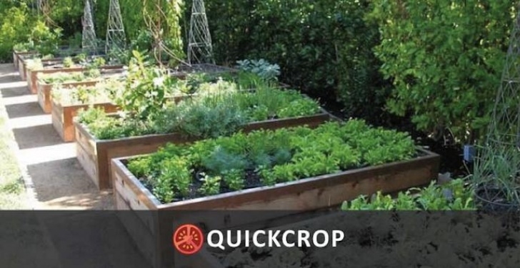 Growing Vegetables In Raised Beds Why I Grow In Raised Vegetable Beds Photo 159