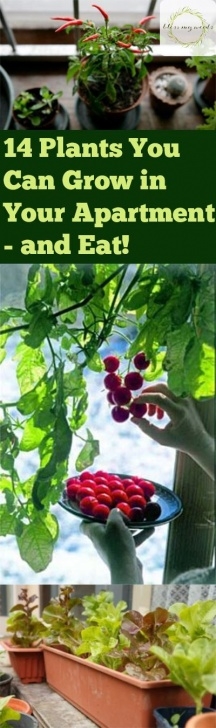 Growing Vegetables Indoors Apartment 14 Plants You Can Grow In Your Apartment – And Eat Image 804