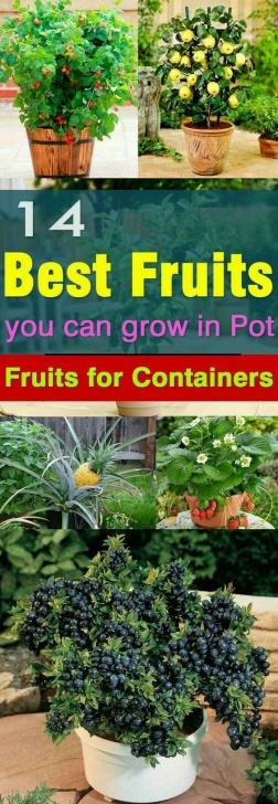 Growing Vegetables Indoors Apartment Best Fruits To Grow In Pots | Plants, Indoor Vegetable Image 227