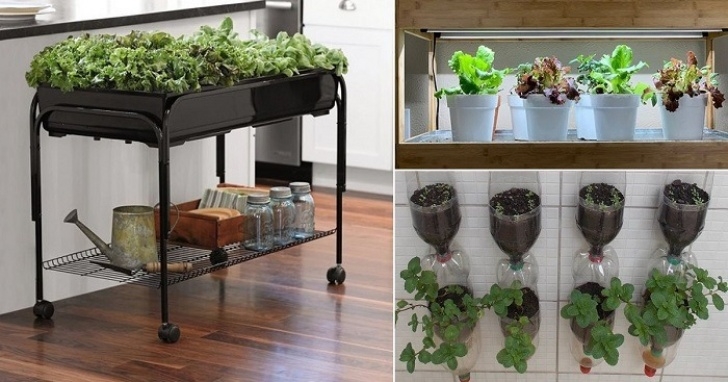 Growing Vegetables Indoors Apartment How To Start An Indoor Hydroponic Garden | Farm Hydroponics Image 634