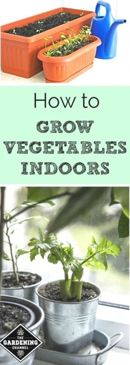 Growing Vegetables Indoors Apartment Vegetable Garden Layout #Indoor Garden Apartment Picture 166