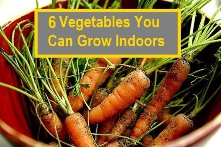 Growing Vegetables Indoors For Beginners 6 Vegetables You Can Grow Indoors | Planting Vegetables Picture 021