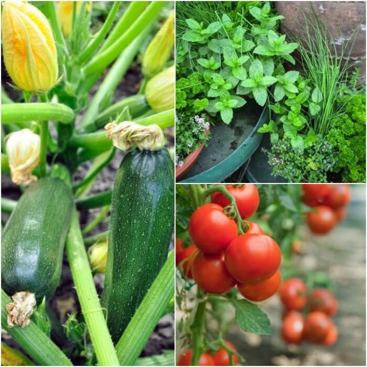 Growing Vegetables Indoors For Beginners Gardening For Beginners -Vegetable Gardening For Beginners Picture 076