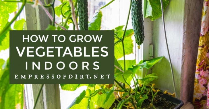 Growing Vegetables Indoors For Beginners Grow Vegetables Indoors (Easy Beginner’s Guide) | Empress Image 720