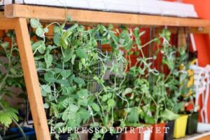 Growing Vegetables Indoors For Beginners Grow Vegetables Indoors (Easy Beginner’s Guide) | Empress Photo 690