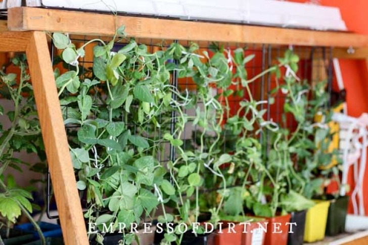 Growing Vegetables Indoors For Beginners Grow Vegetables Indoors (Easy Beginner’s Guide) | Empress Photo 690