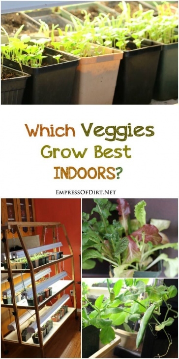 Growing Vegetables Indoors For Beginners Grow Vegetables Indoors (Easy Beginner’s Guide) | Growing Image 850