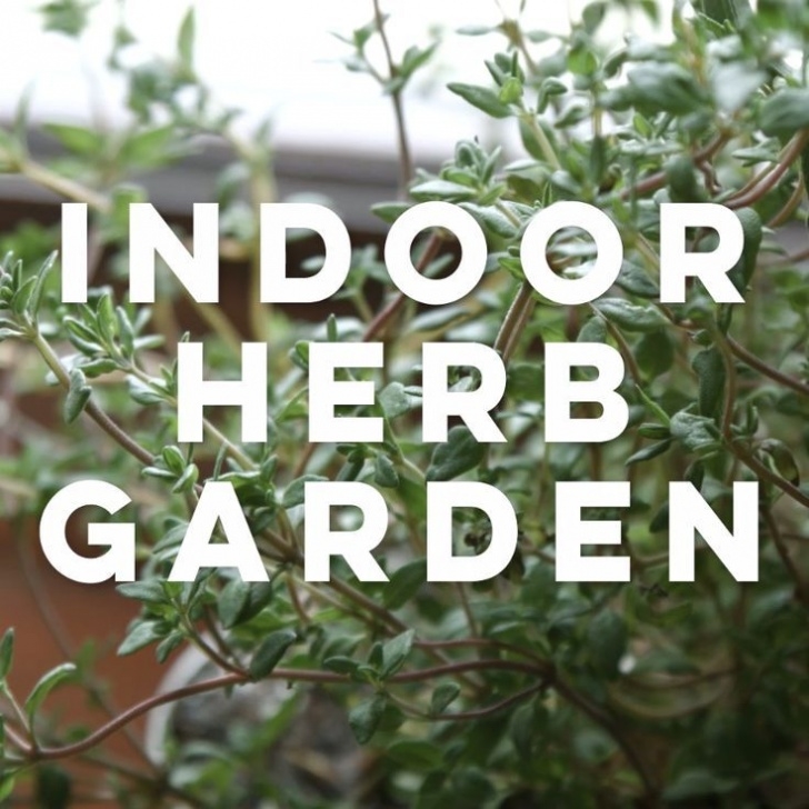 Growing Vegetables Indoors For Beginners The Best Green Juice For Beginners To Start With | Indoor Picture 465
