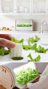 Growing Vegetables Indoors Hydroponically Countertop Hydroponic Gardens Are Making It Easy To Grow Photo 099