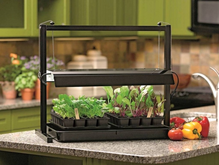 Growing Vegetables Indoors With Led Lights Wshg Blog | Homegrown Flavor From An Indoor Garden Picture 500