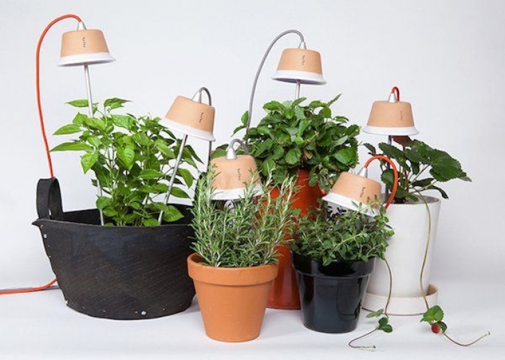 Growing Vegetables Indoors With Lights Bulbo: Grow Vegetables Indoors With Led Lights | Growing Image 536