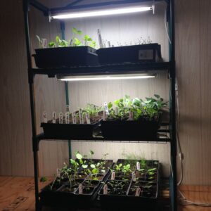 Growing Vegetables Indoors With Lights Grow Lights &amp; Indoor Greenhouses | Indoor Vegetable Image 996