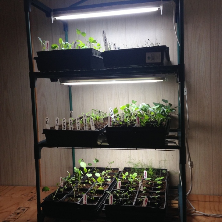 Growing Vegetables Indoors With Lights Grow Lights &amp; Indoor Greenhouses | Indoor Vegetable Image 996