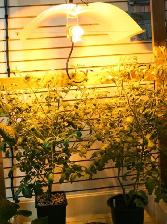 Growing Vegetables Indoors With Lights Growing Vegetables Indoors | Indoor Vegetable Gardening Image 544