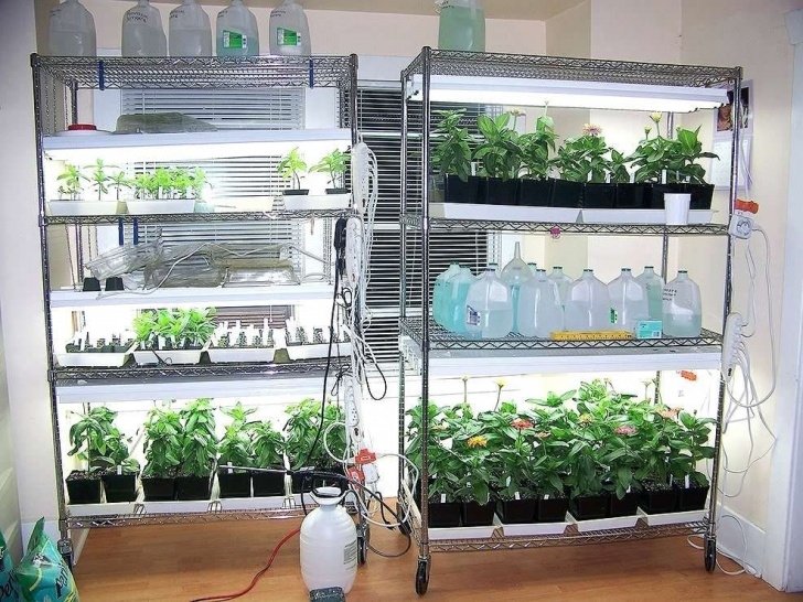 Growing Vegetables Indoors With Lights What Is A Grow Light For Indoor Plants | Indoor Grow Image 910